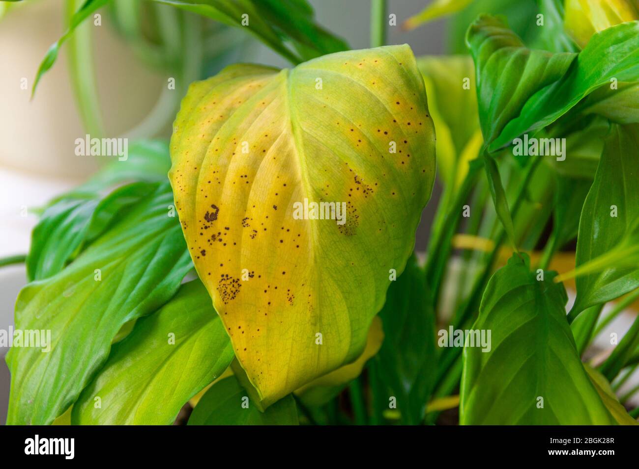 indoor plant diseases, yellowed leaves with brown spots, selective focus Stock Photo