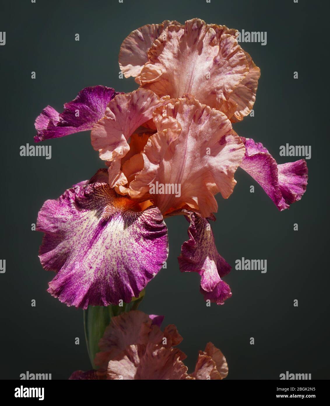 Close up of a beautiful peach and magenta iris flower with its graceful frilly petals. Stock Photo