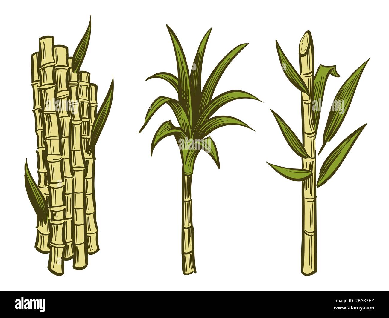 Sugar cane plants of collection isolated on white background. Vector illustration Stock Vector