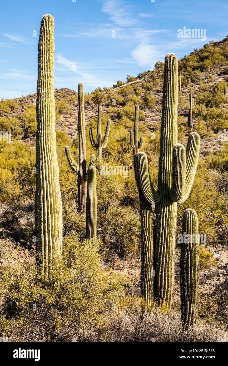 Saguaro cacti in the Apache Wash area of the North Phoenix Sonoran