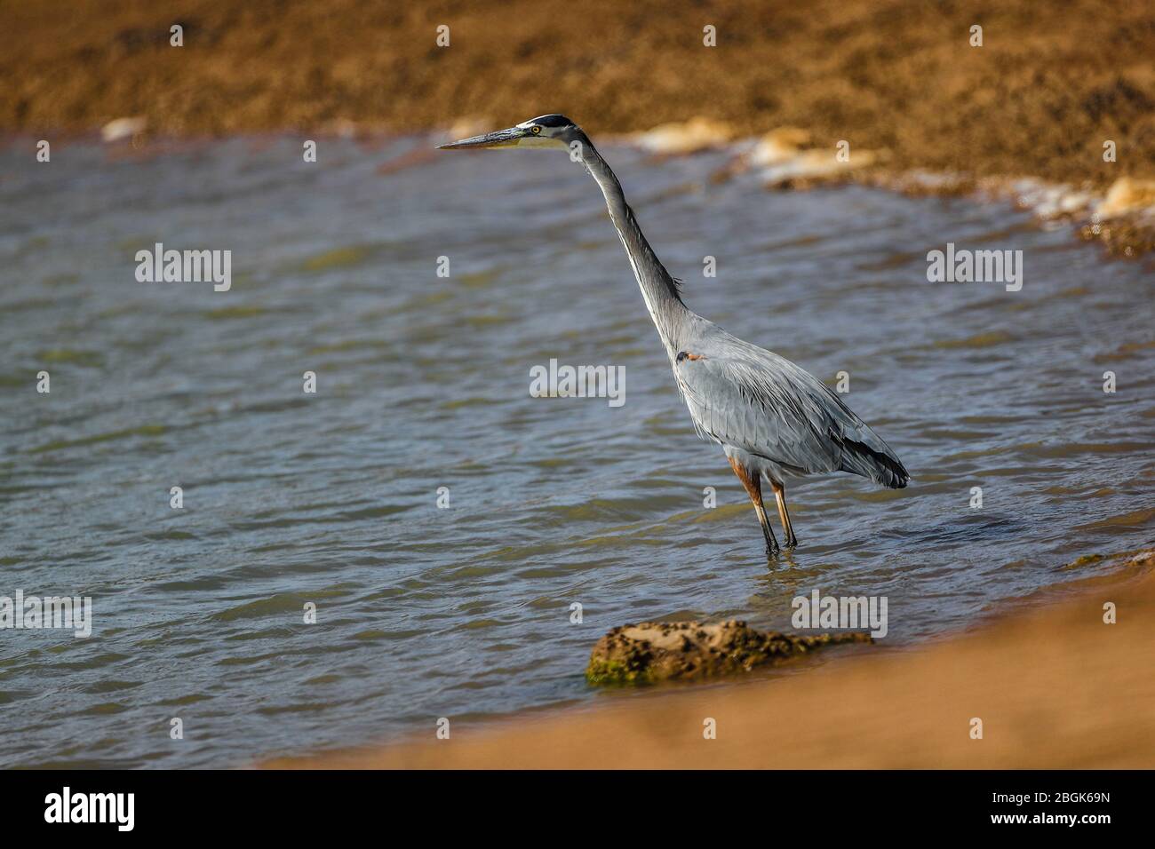 Gray heron in the salty water of the estuary and aquaculture farm in Tastiora, Sonora, Mexico. bird, bird, seabird.  garza gris en el agua salda del estero y granja acuicola en Tastiora, Sonora, Mexico. ave, pajaro, ave marina (Photo by Luis Gutierrez/NortePhoto.com) Stock Photo