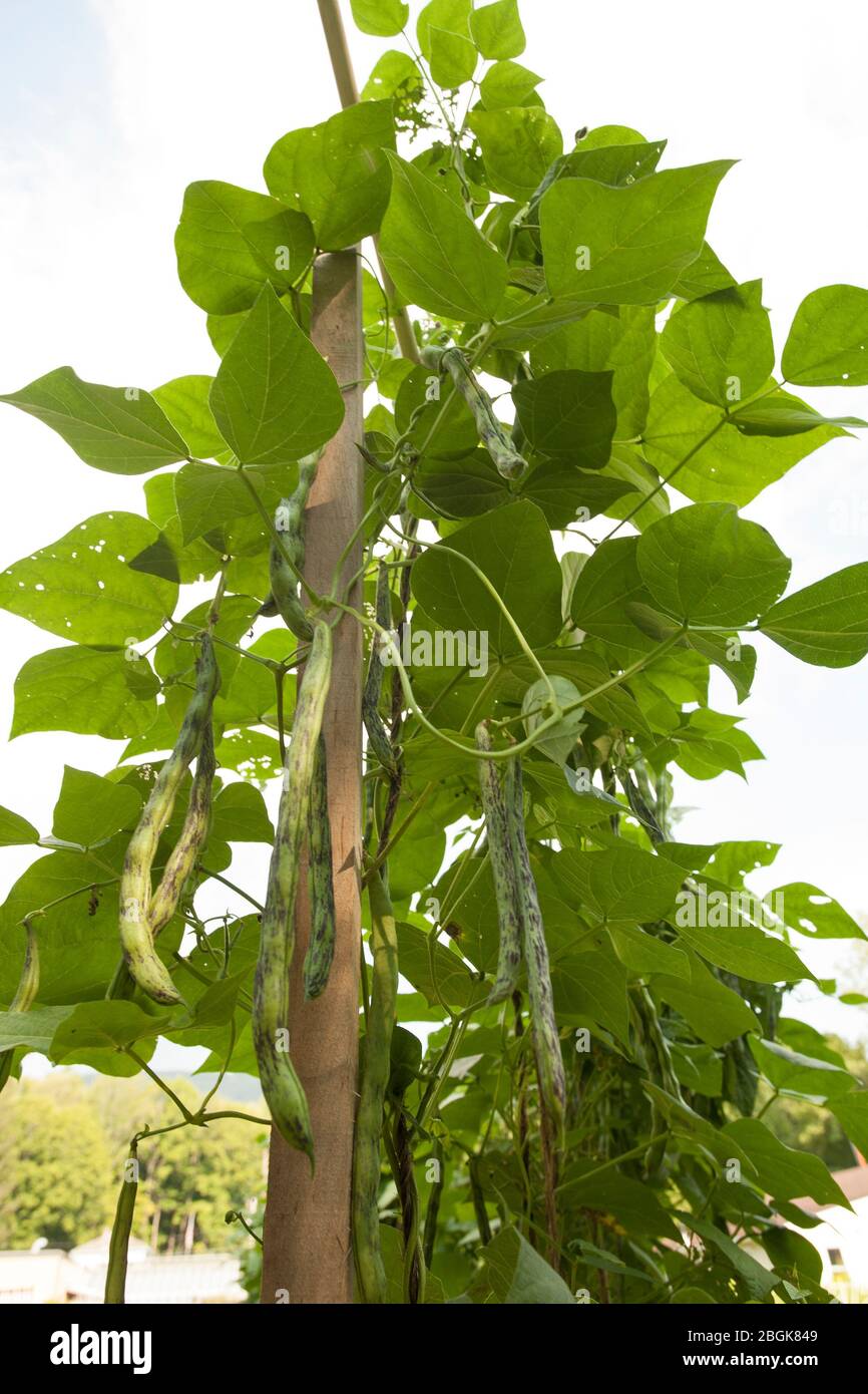 Rattlesnake beans grow on a pole in a home garden. Stock Photo