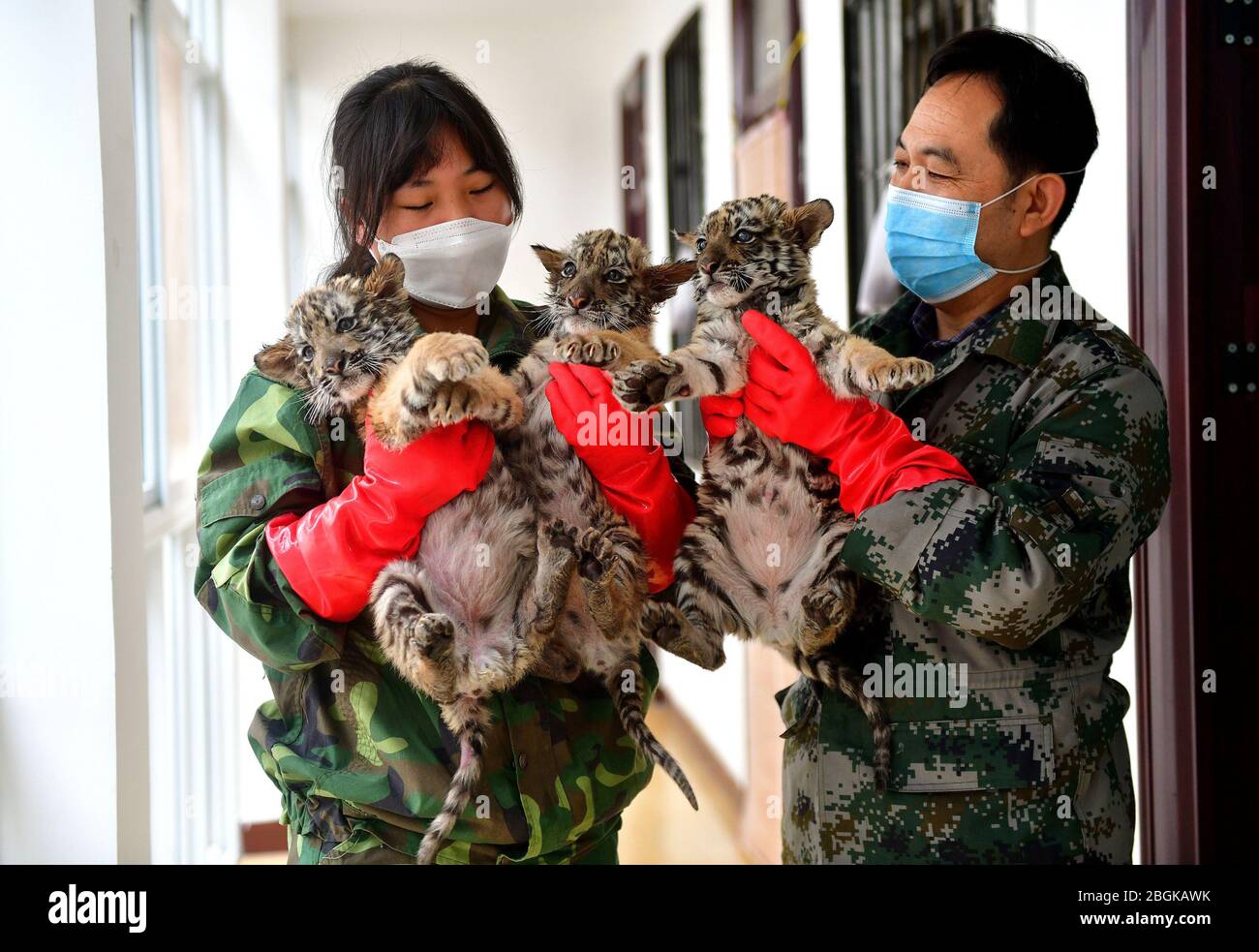 Zoo staff hold three baby South China tigers at the zoo in Wangcheng Park in Luoyang city, central China's Henan province, 27 March 2020. Stock Photo