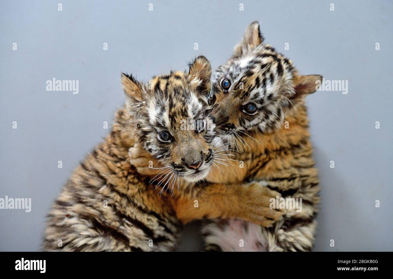 Two baby South China tigers play with each other at the zoo in Wangcheng Park in Luoyang city, central China's Henan province, 27 March 2020. Stock Photo