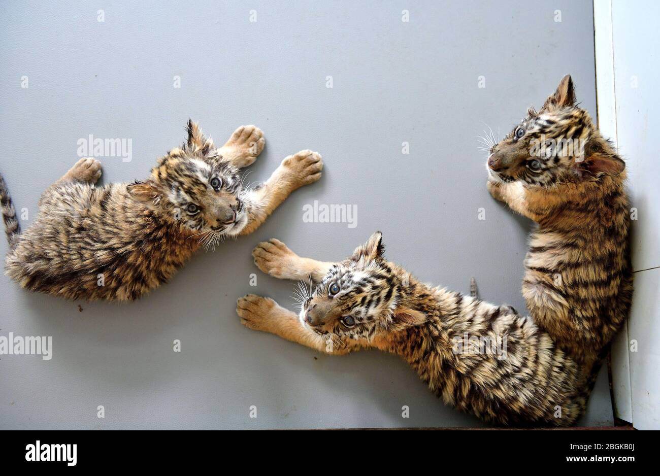 Three baby South China tigers rest at the zoo in Wangcheng Park in Luoyang city, central China's Henan province, 27 March 2020. Stock Photo