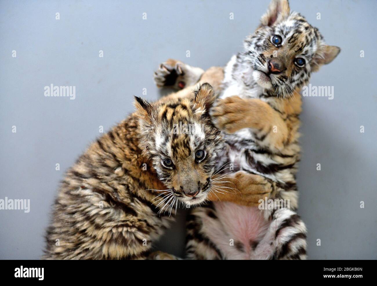 Two baby South China tigers play with each other at the zoo in Wangcheng Park in Luoyang city, central China's Henan province, 27 March 2020. Stock Photo