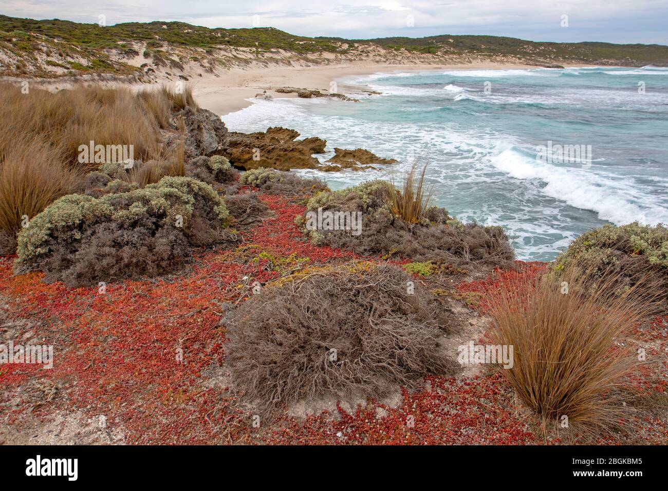 Succulents growing on a headland at Hanson Bay Stock Photo
