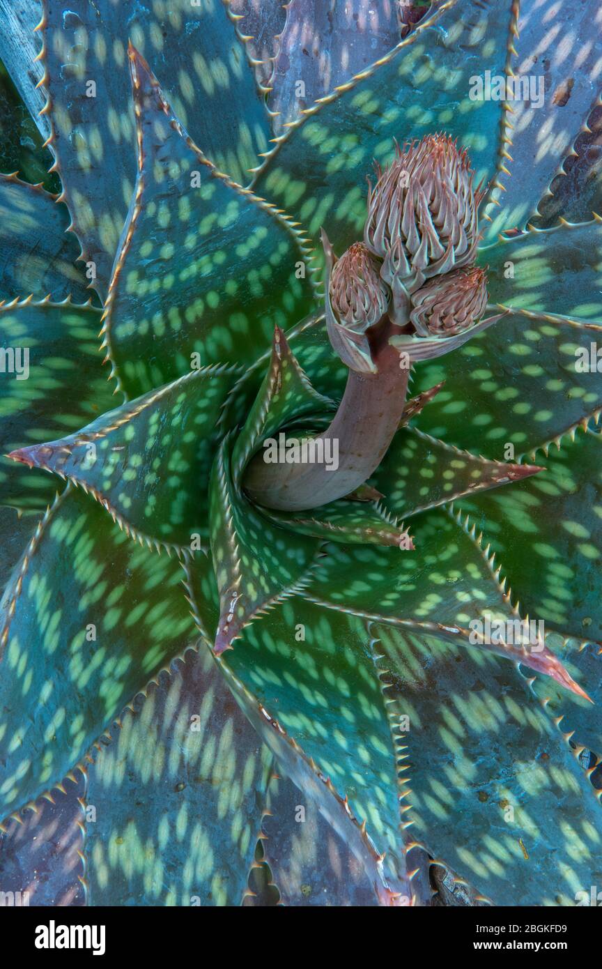 Aloe, Aloe maculata, Polygonum Capitatum, Fern Canyon Garden, Mill Valley, California Stock Photo
