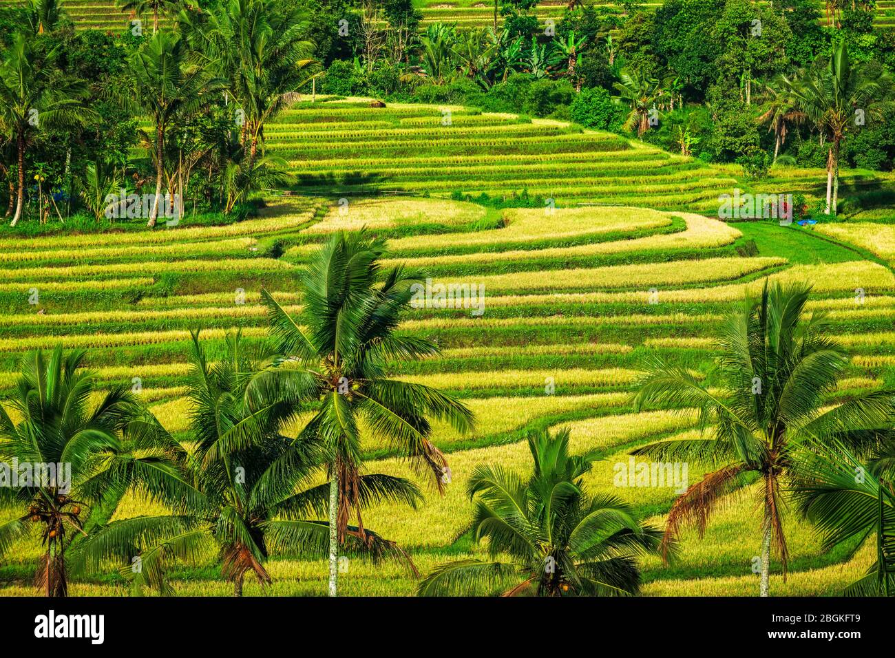 Jatiluwih Rice Terrace (UNESCO World Heritage Site), Bali, Indonesia Stock  Photo - Alamy