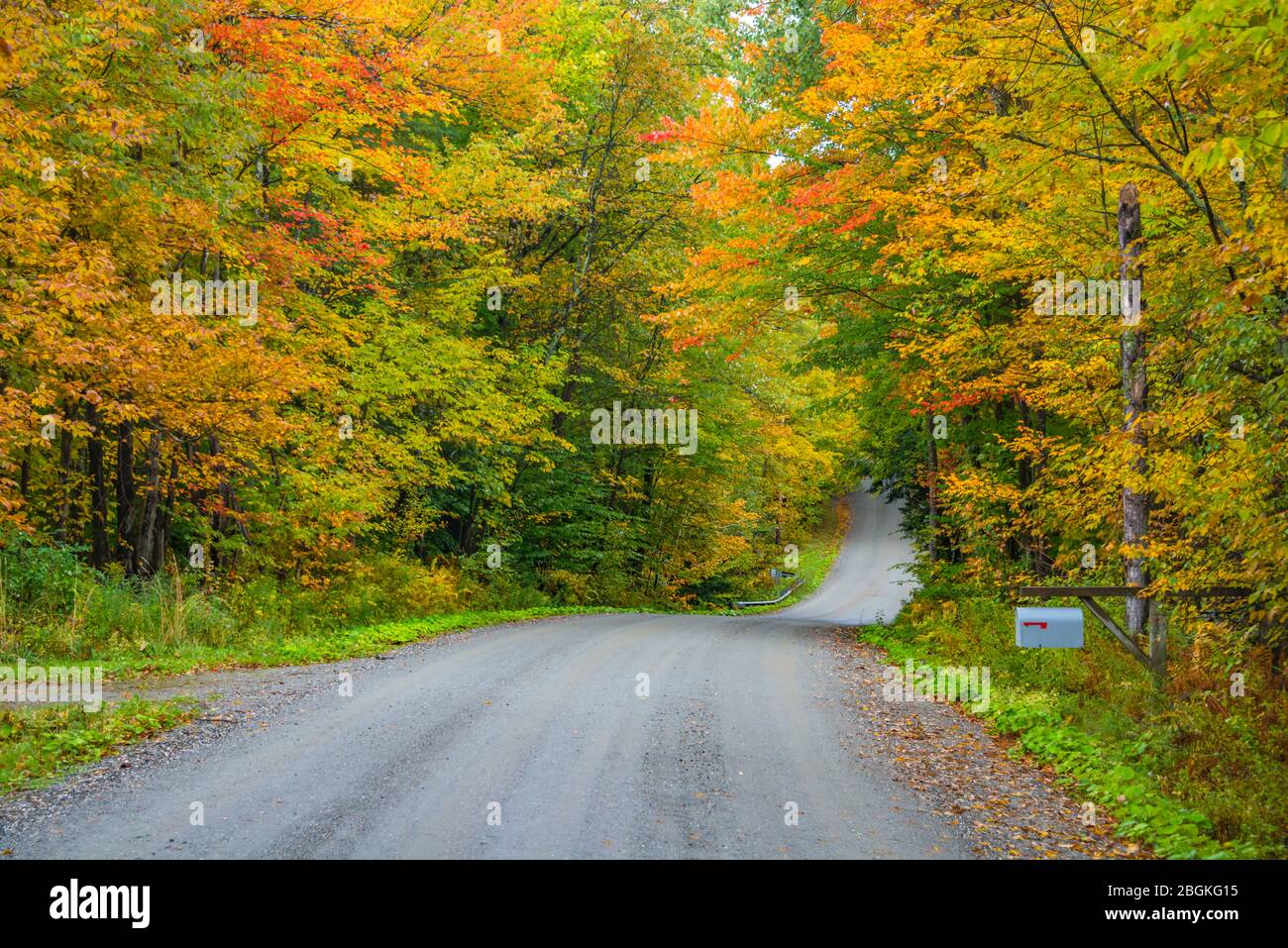 New England Fall Foliage Canopy Lining Back Road Stock Photo