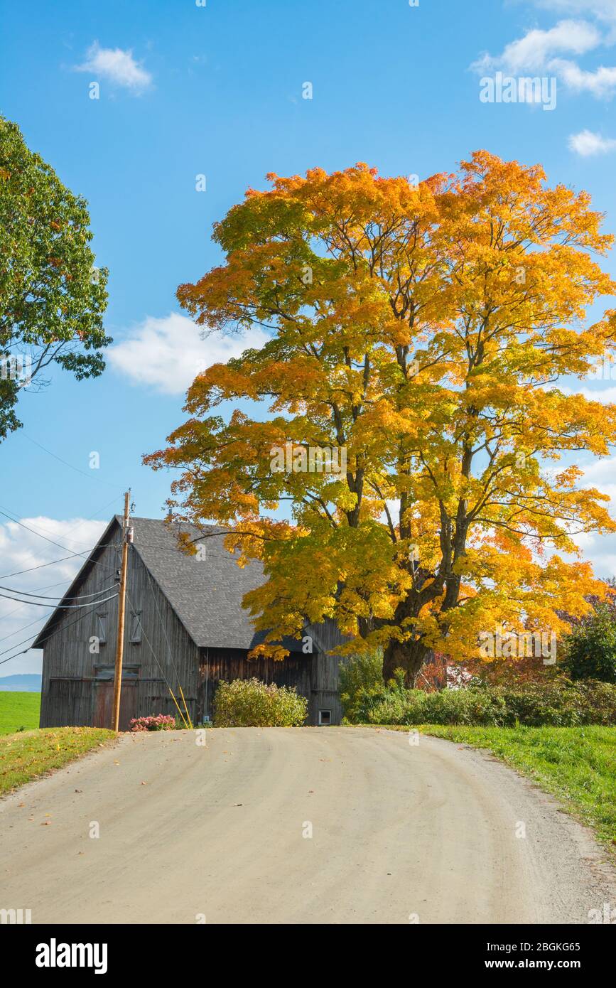 Dirt Road with Fall Foliage Maple & Barn, Vertical Stock Photo