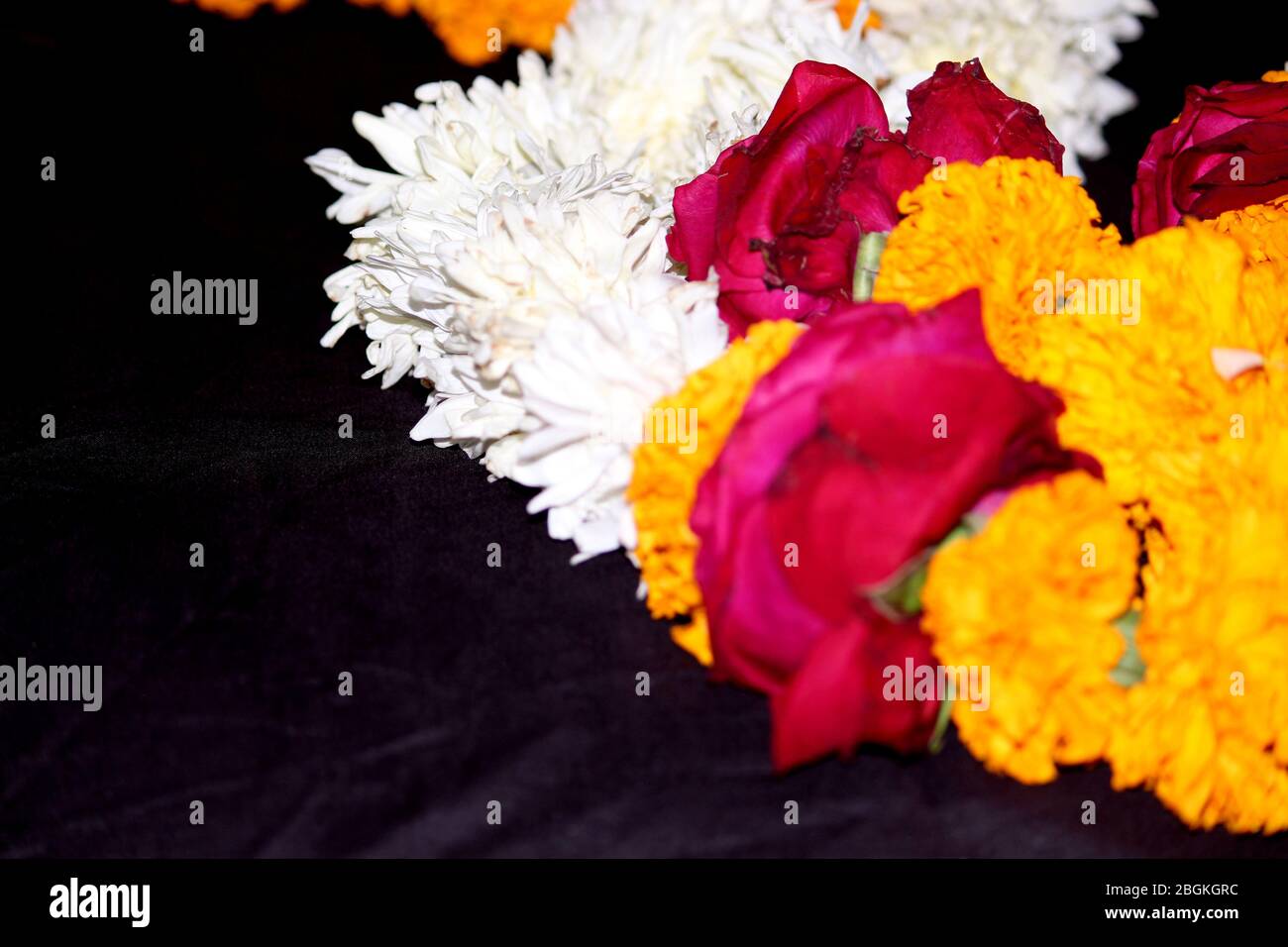Chrysanthemum daisy rose hi-res stock photography and images - Alamy
