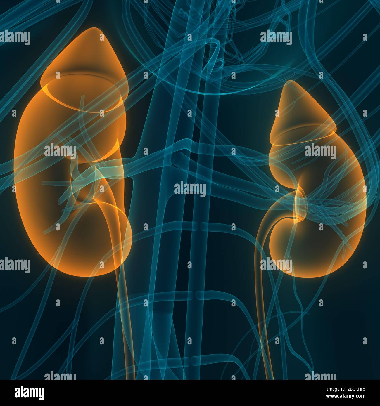 Female Urinary System Kidneys with Bladder Anatomy Stock Photo - Alamy