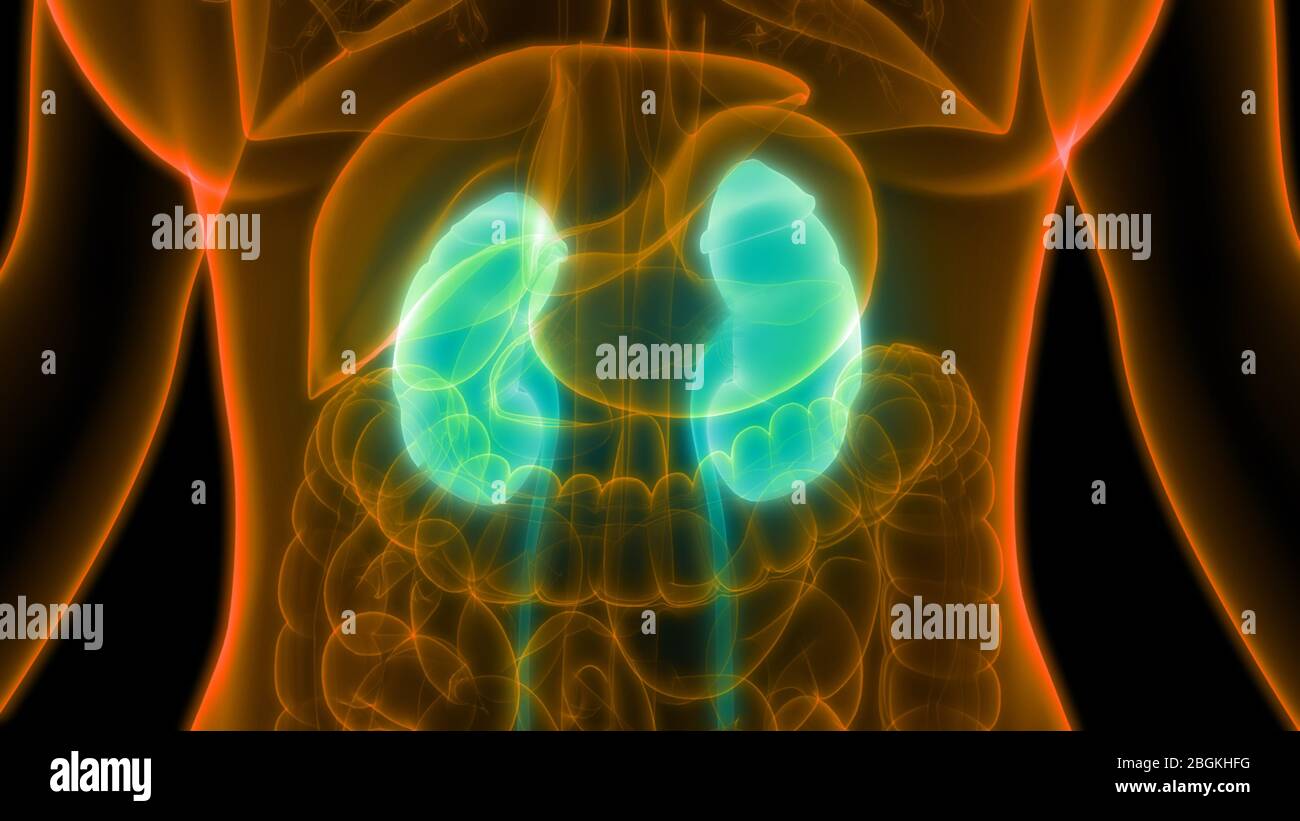 Female Urinary System Kidneys with Bladder Anatomy Stock Photo Alamy