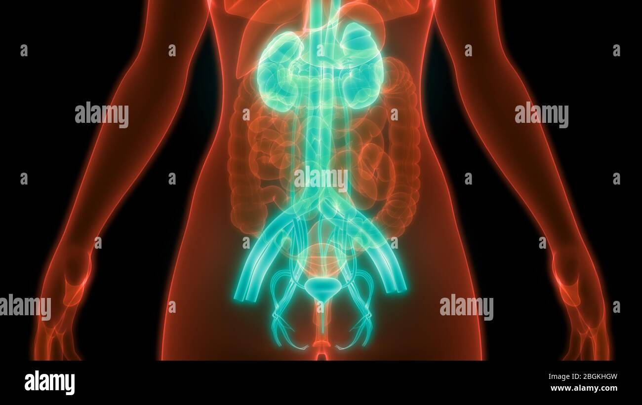 Female Urinary System Kidneys with Bladder Anatomy Stock Photo Alamy