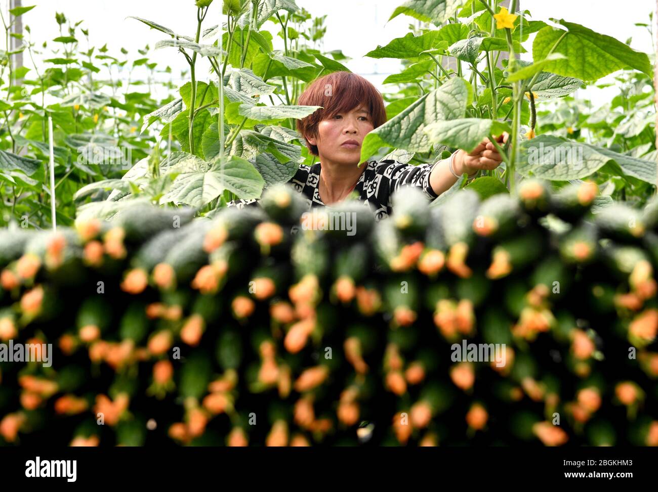 Farmers reap ripe cucumber, and pack and send them for both selling and meeting the demand of local government that providing adequate food supply for Stock Photo