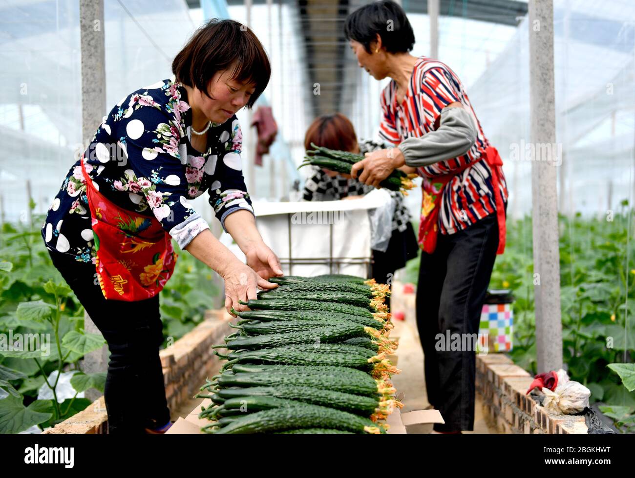 Farmers reap ripe cucumber, and pack and send them for both selling and meeting the demand of local government that providing adequate food supply for Stock Photo