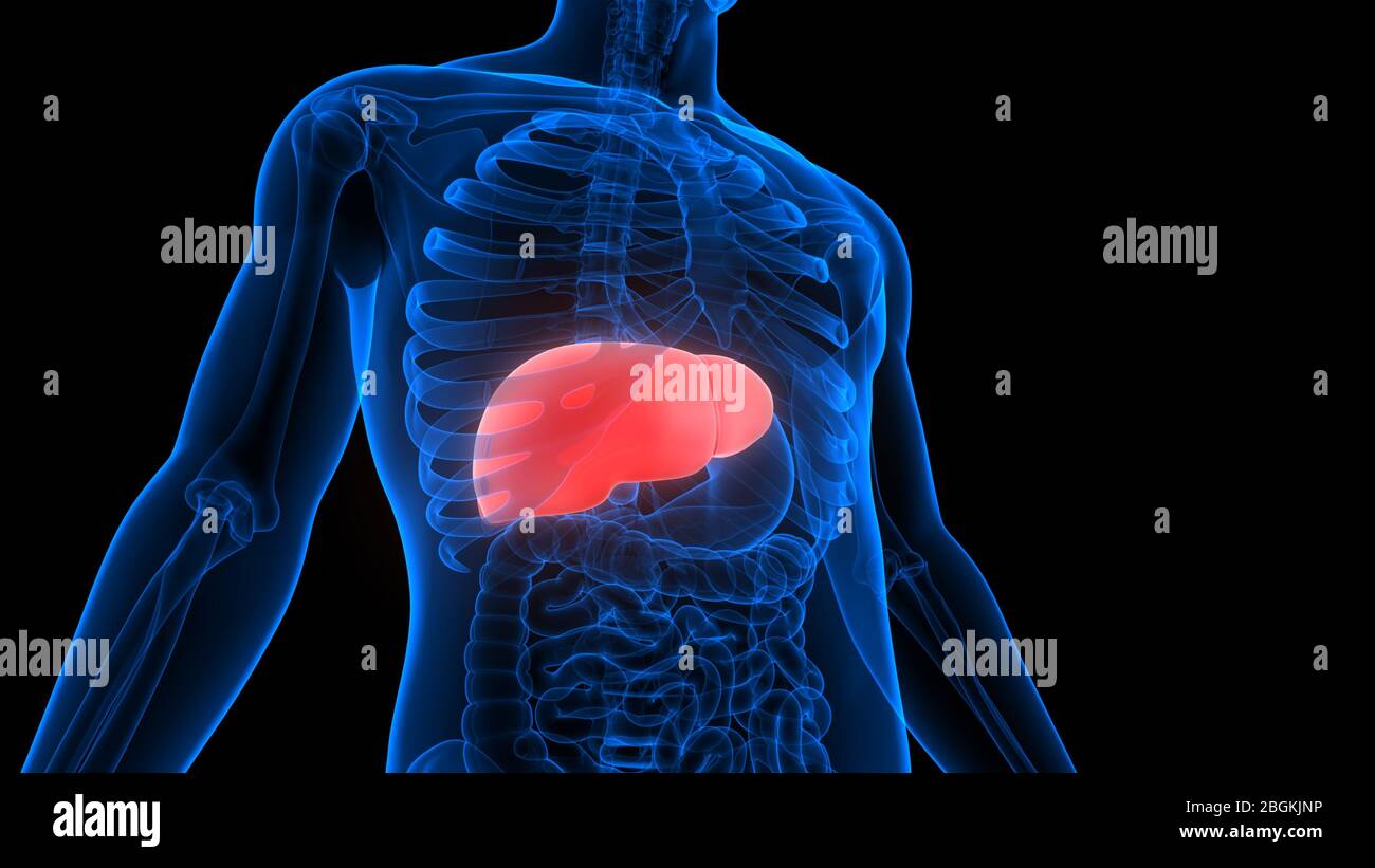 Human Internal Digestive Organ Liver Anatomy Stock Photo - Alamy