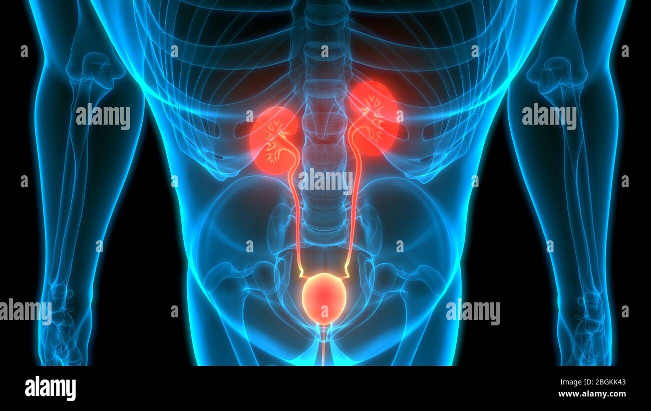 Human Urinary System Kidneys With Bladder Anatomy Stock Photo - Alamy