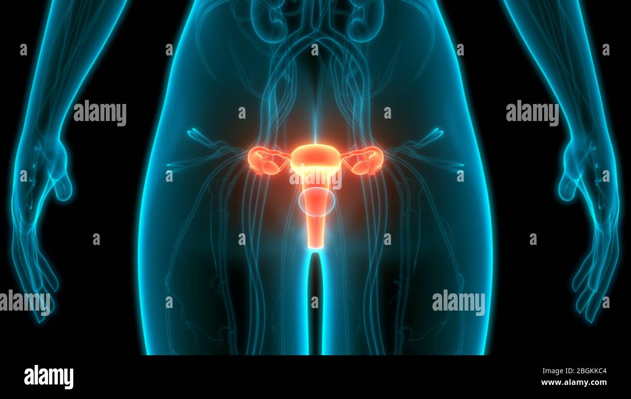 Female Reproductive System with Nervous System and Urinary Bladder