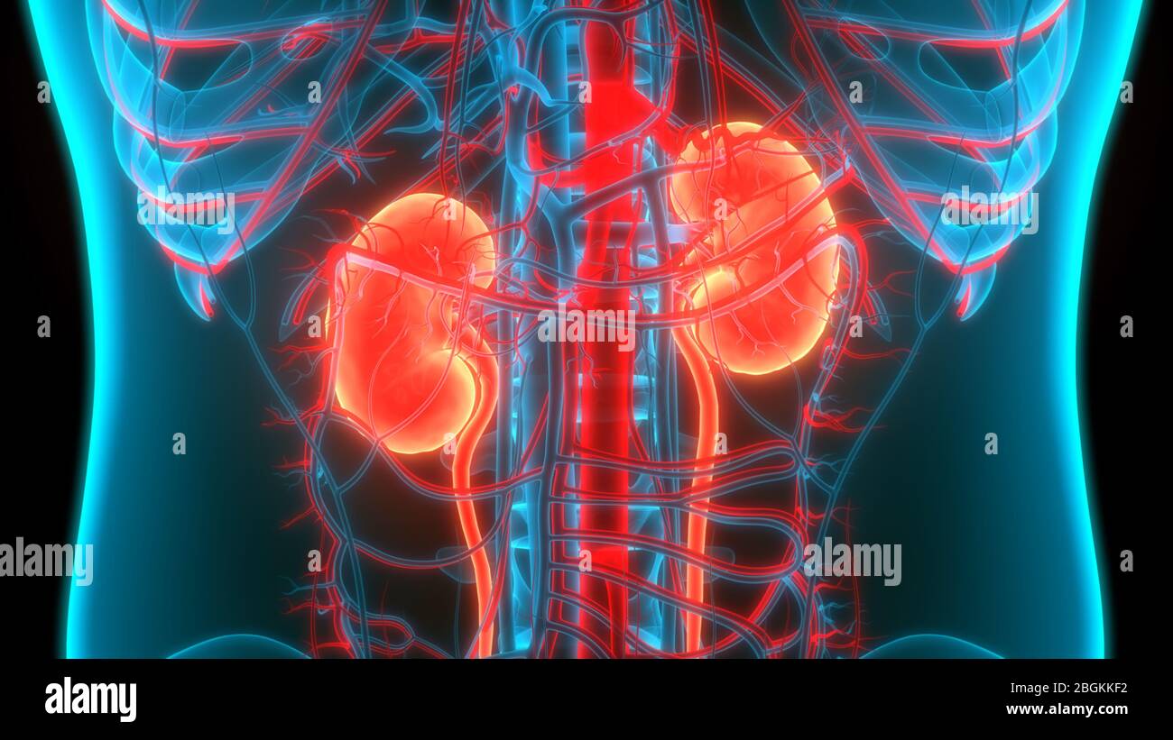 Human Urinary System Kidneys with Bladder Anatomy Stock Photo - Alamy