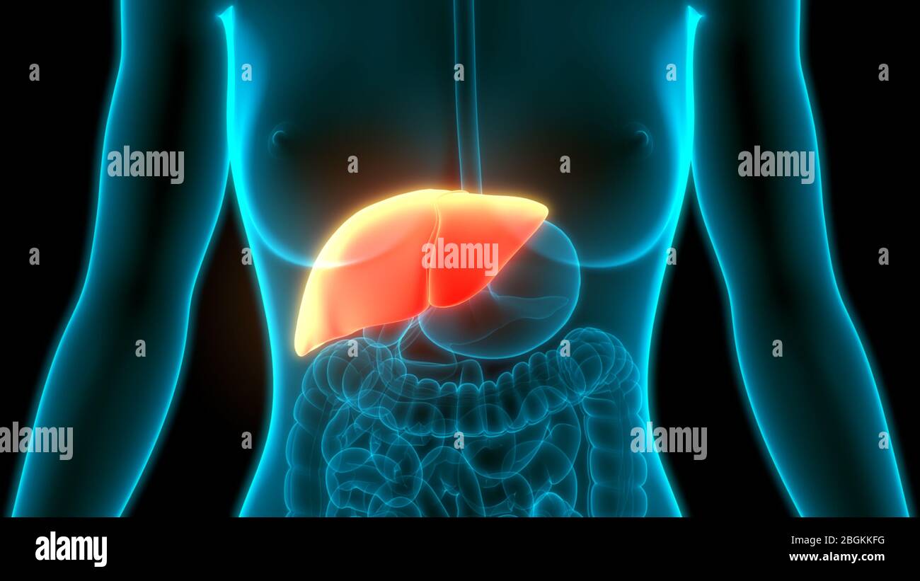 Human Digestive Internal Organ Liver Anatomy Stock Photo - Alamy