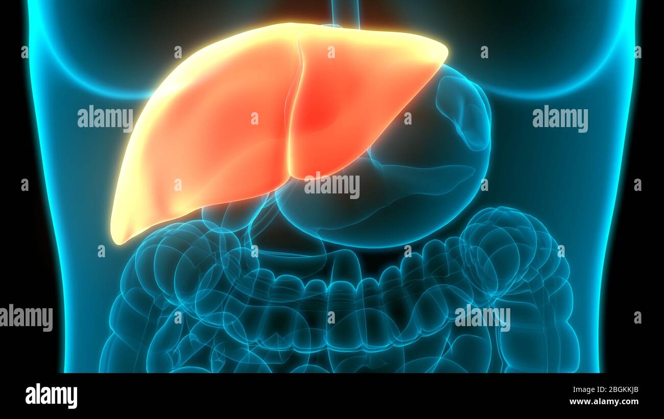 Human Digestive Internal Organ Liver Anatomy Stock Photo - Alamy