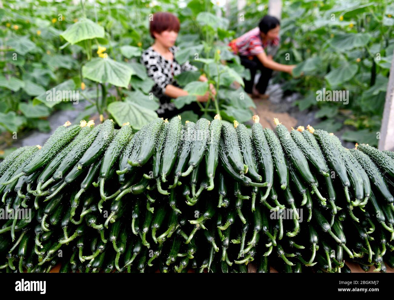 Farmers reap ripe cucumber, and pack and send them for both selling and meeting the demand of local government that providing adequate food supply for Stock Photo