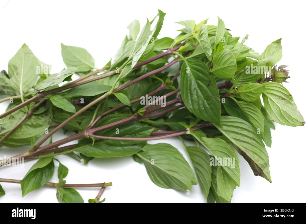 Thai Sweet Basil on white background. ingredient Thaifood Stock Photo Alamy