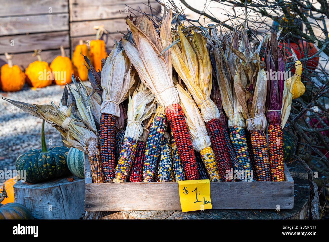 Indian Corn for Sale on Farm Stock Photo