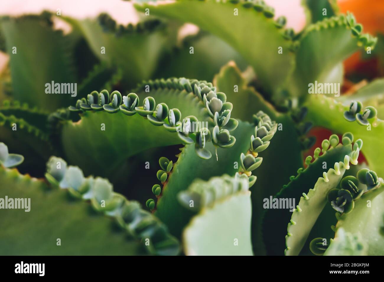 Mother of Thousands, Mexican Hat plant (Kalanchoe pinnata) with sprout. Stock Photo