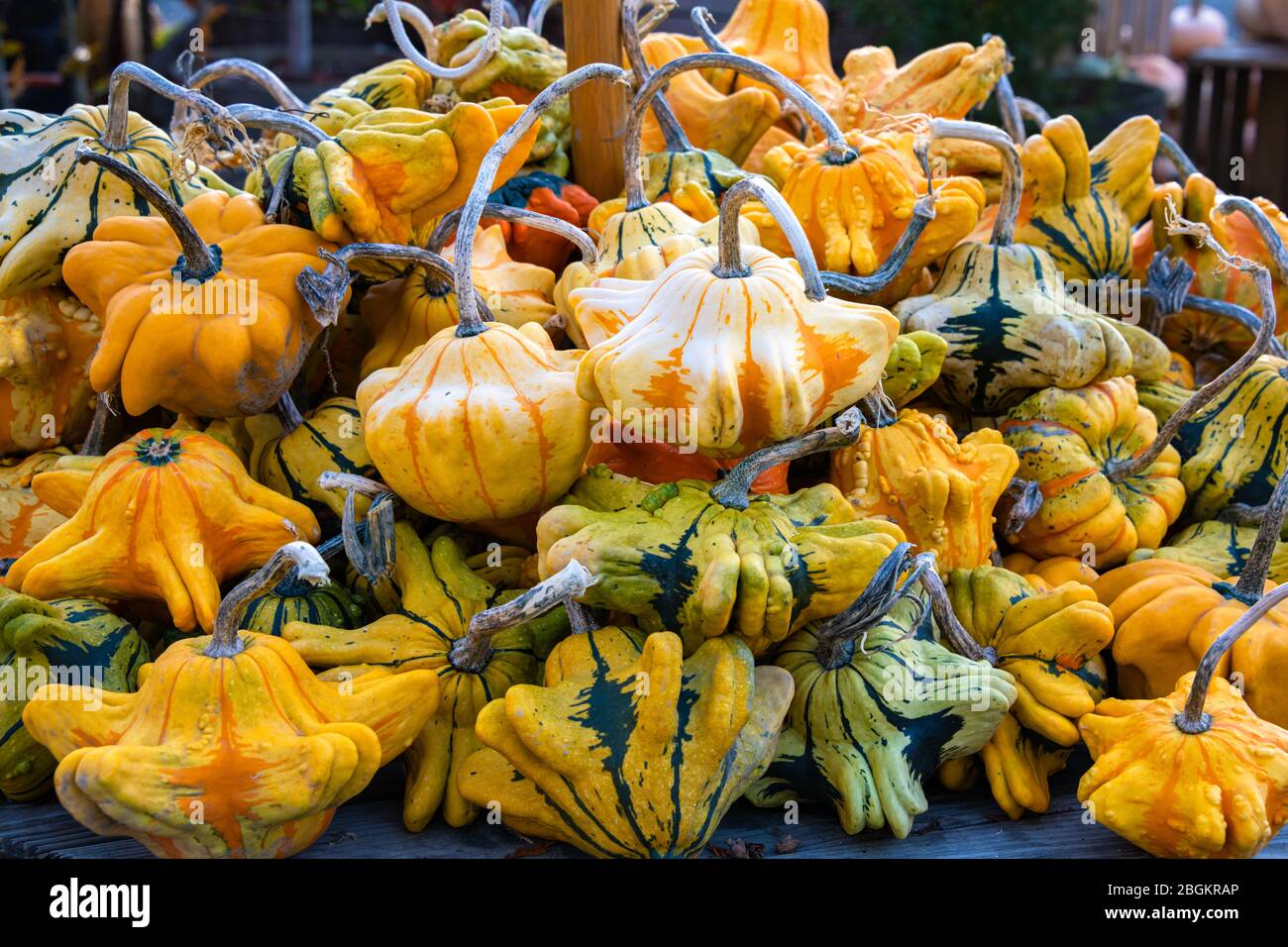 Pile of Decorative Gourds Stock Photo