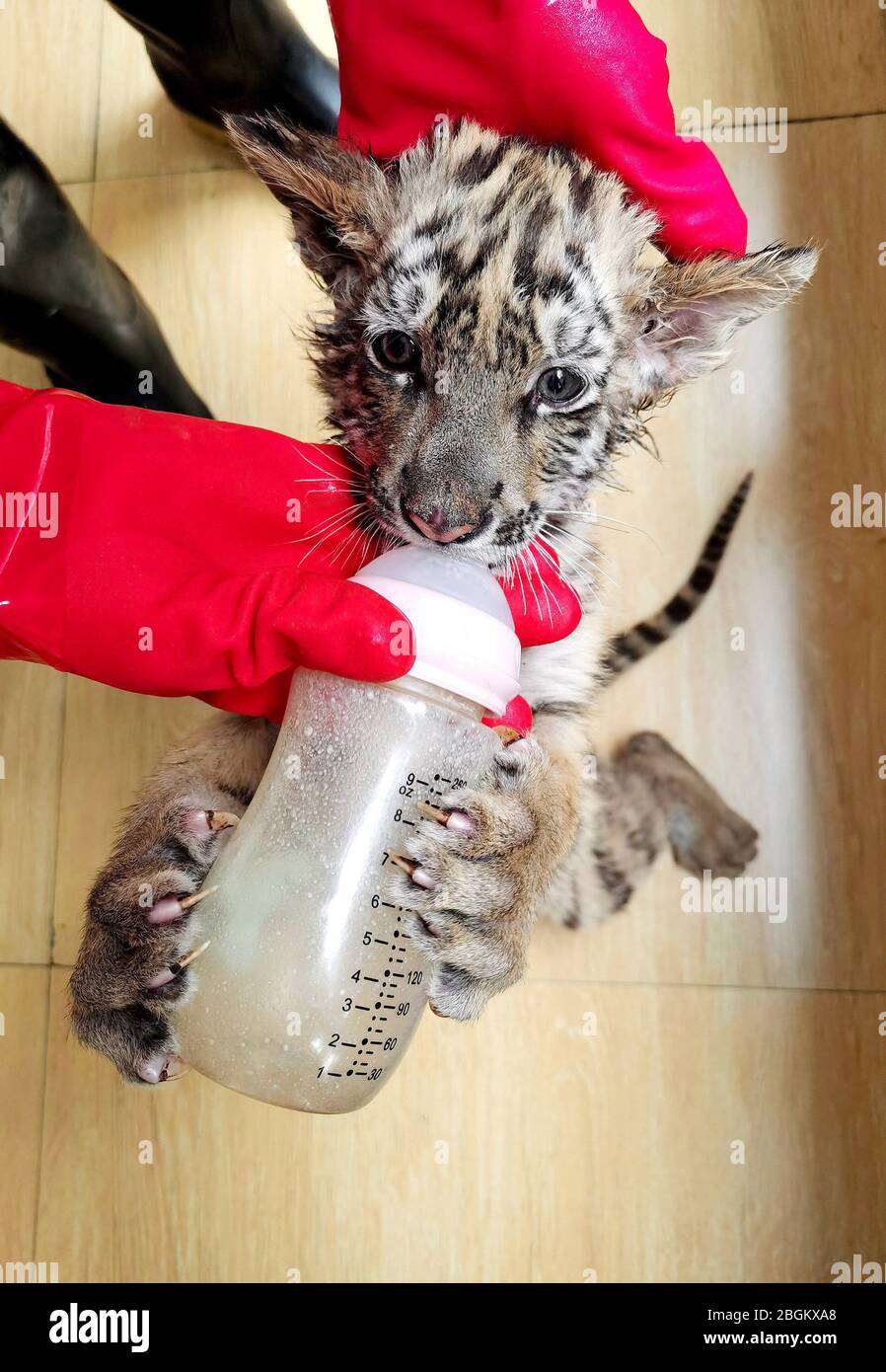 South china tiger baby hi-res stock photography and images - Alamy