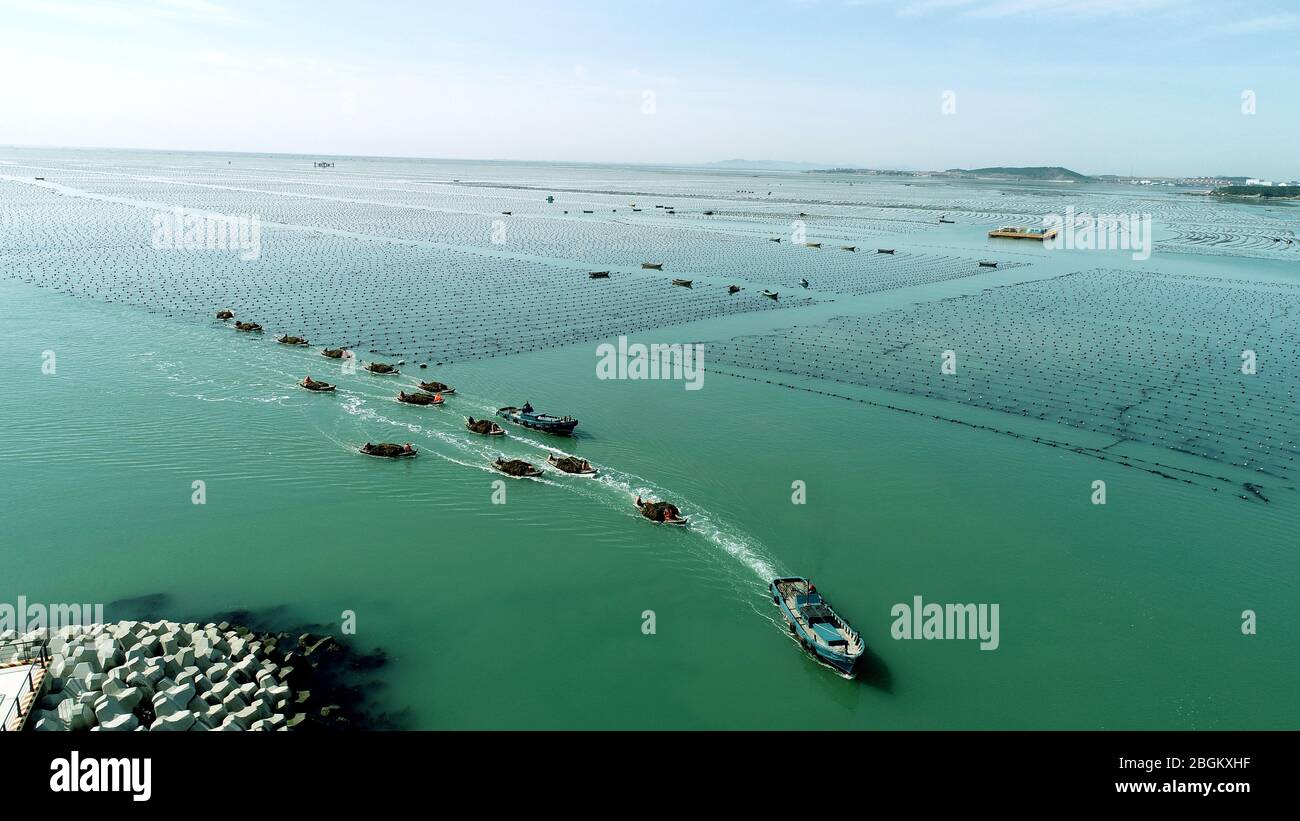 An aerial view of people harvesting kelp seaweed in Rongcheng city, east China's Shandong province, 29 March 2020. Stock Photo