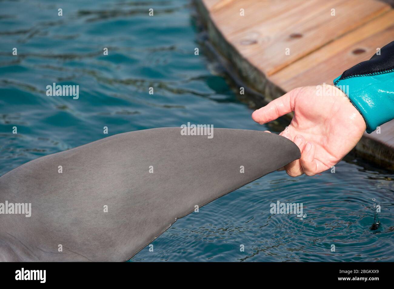 Bottlenose dolphin reaching out for flipper scratch from woman at