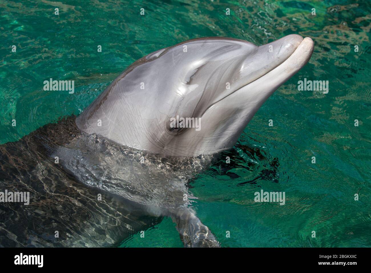 Bottlenose dolphin close up with head out of water in the Red Sea near Eilat. Tursiops truncatus Stock Photo