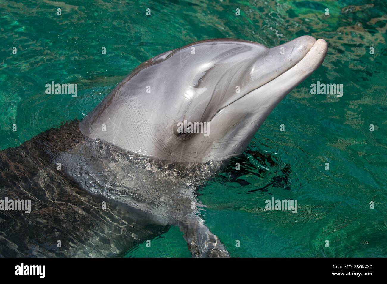 Bottlenose dolphin close up with head out of water in the Red Sea (Tursiops truncatus) Stock Photo