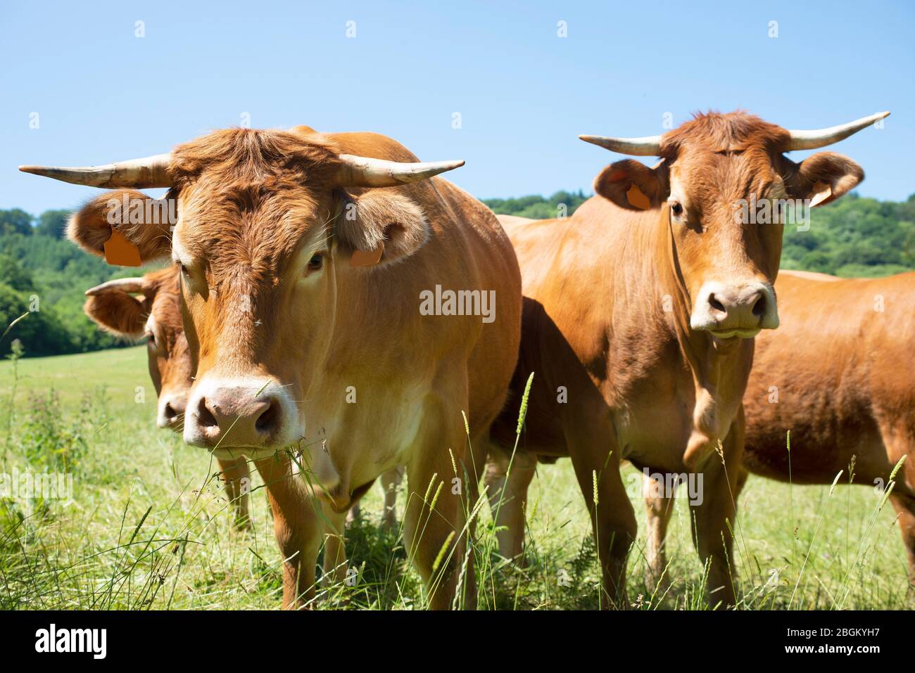 Aubrac cattle hires stock photography and images Alamy