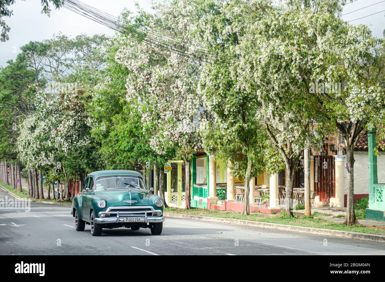 In Viñales, Cuba, a vintage car glides through streets lined with blooming trees, evoking nostalgia and timeless charm amidst the quaint surroundings. Stock Photo