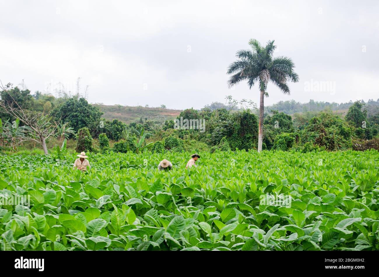 Three men working in a tobacco field in Vinales Stock Photo