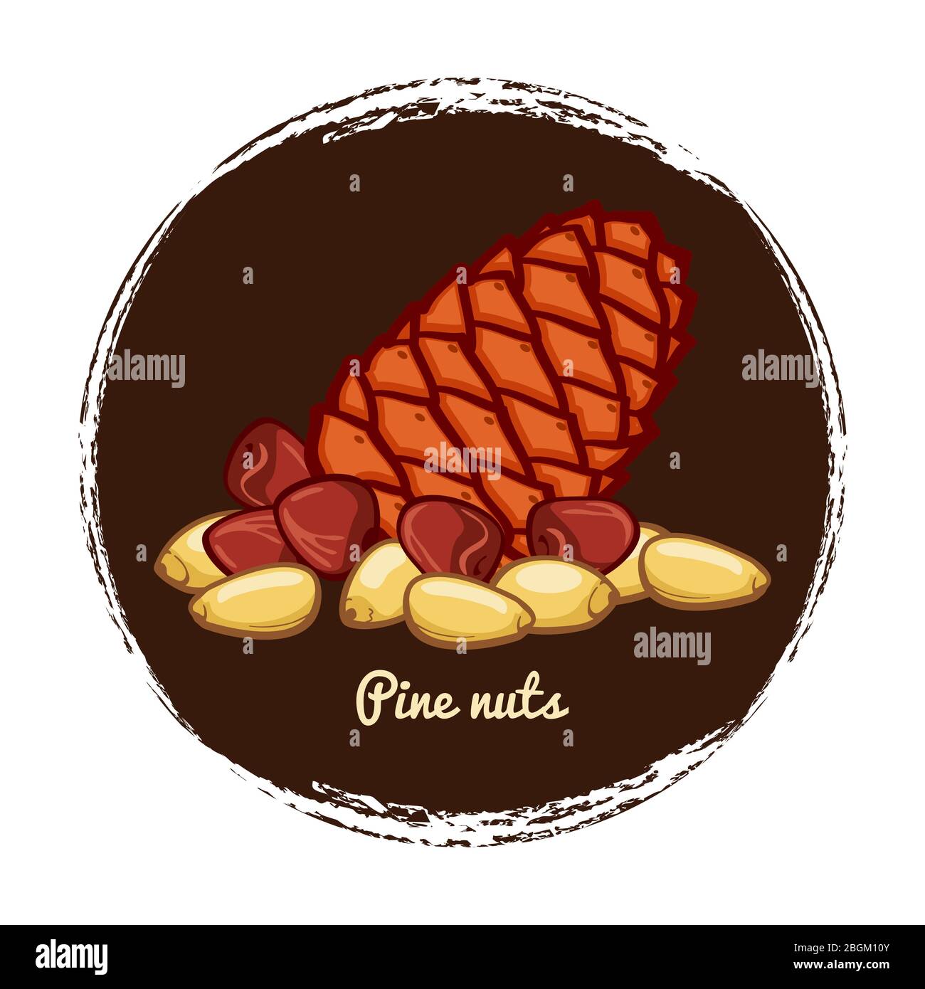 Pine cone with nuts. Hand sketched pine nuts badge vector illustration isolated on white background Stock Vector