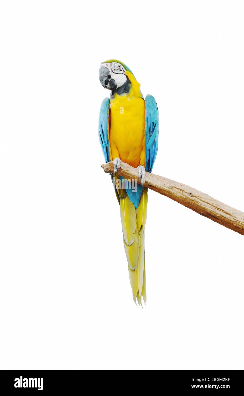 Curated visual reference: Gallery Detail: Macaw Hanging On Timber In White Background Stock Photo