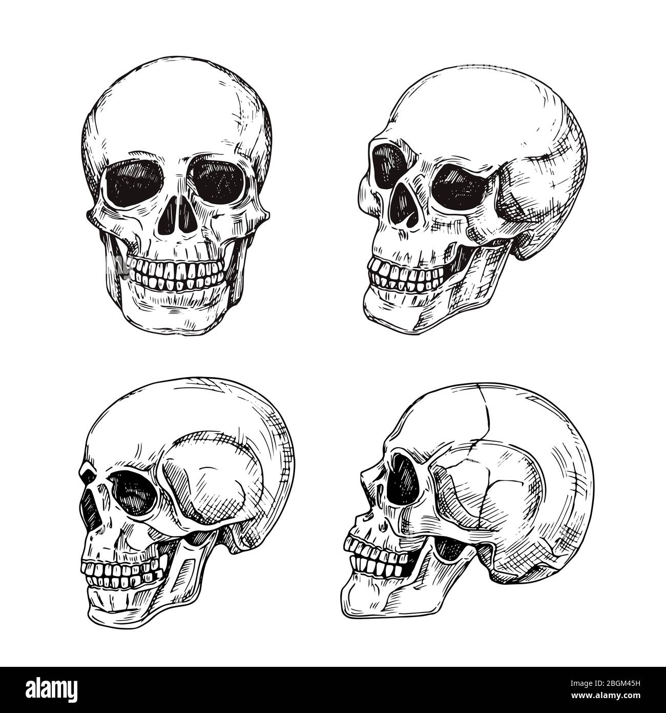 Human Skull Hand Drawn Skulls Sketch Vintage Death Tattoo Vector Design Isolated Skeleton Skull Sketch Human Bone Illustration Stock Vector Image Art Alamy