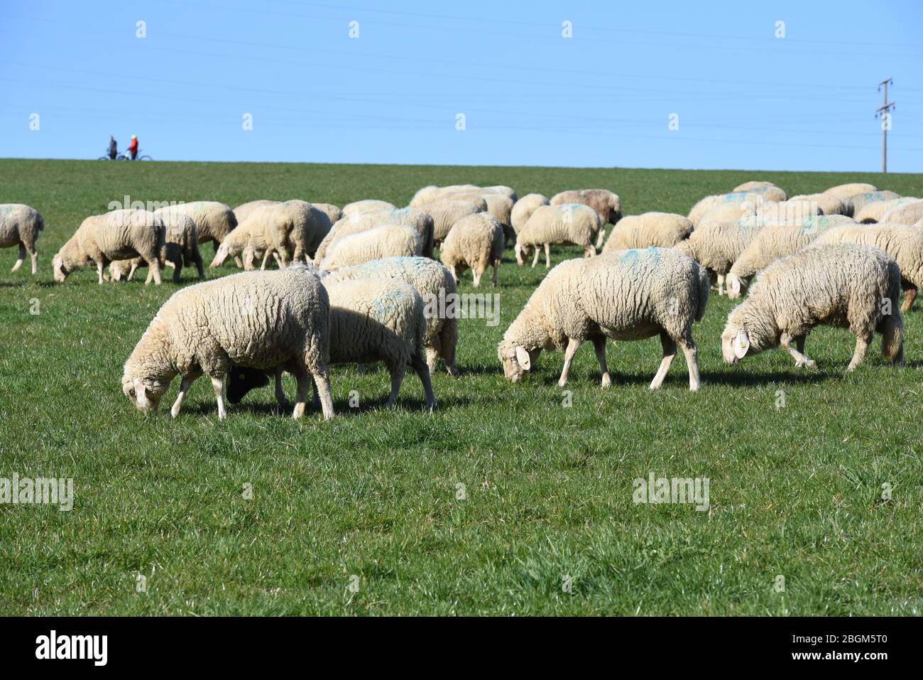 Schafe Ovis sind eine Saeugetiergattung aus der Gruppe der Ziegenartigen. Ovis sheep are a mammal from the goat group. Stock Photo