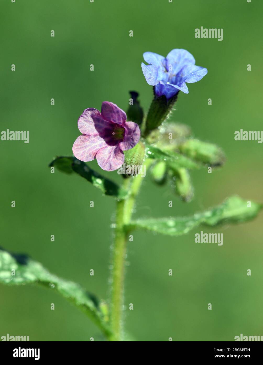 Lungenkraut ist eine wichtige Heil- und Medizinalpflanze mit blauen  Blueten. Lung herb is an important medicinal and medicinal plant with blue flower Stock Photo