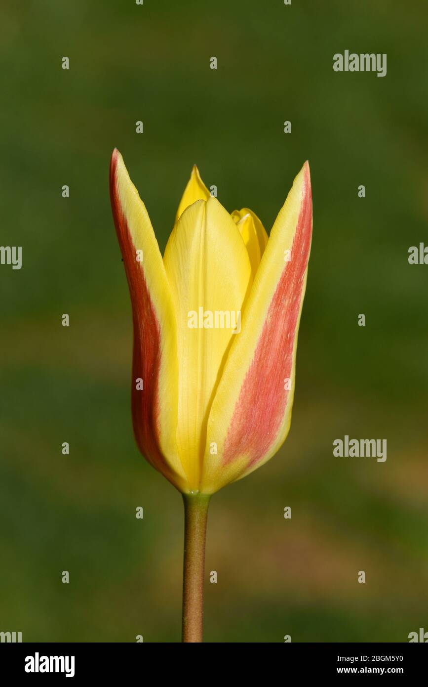 Tulpen sind sehr attraktive Fruehblueher. Sie ist eine  Zwiebelpflanze mit vielen unterschiedlichen Farben. Tulips are very attractive early bloomers. Stock Photo