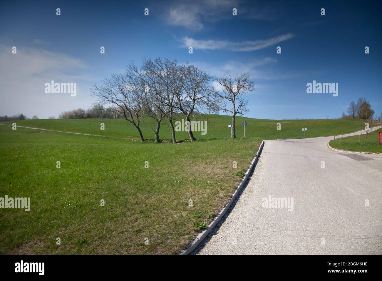 Four Trees By the Meadow on Countryside Road Crossroad  in Slovenia Stock Photo