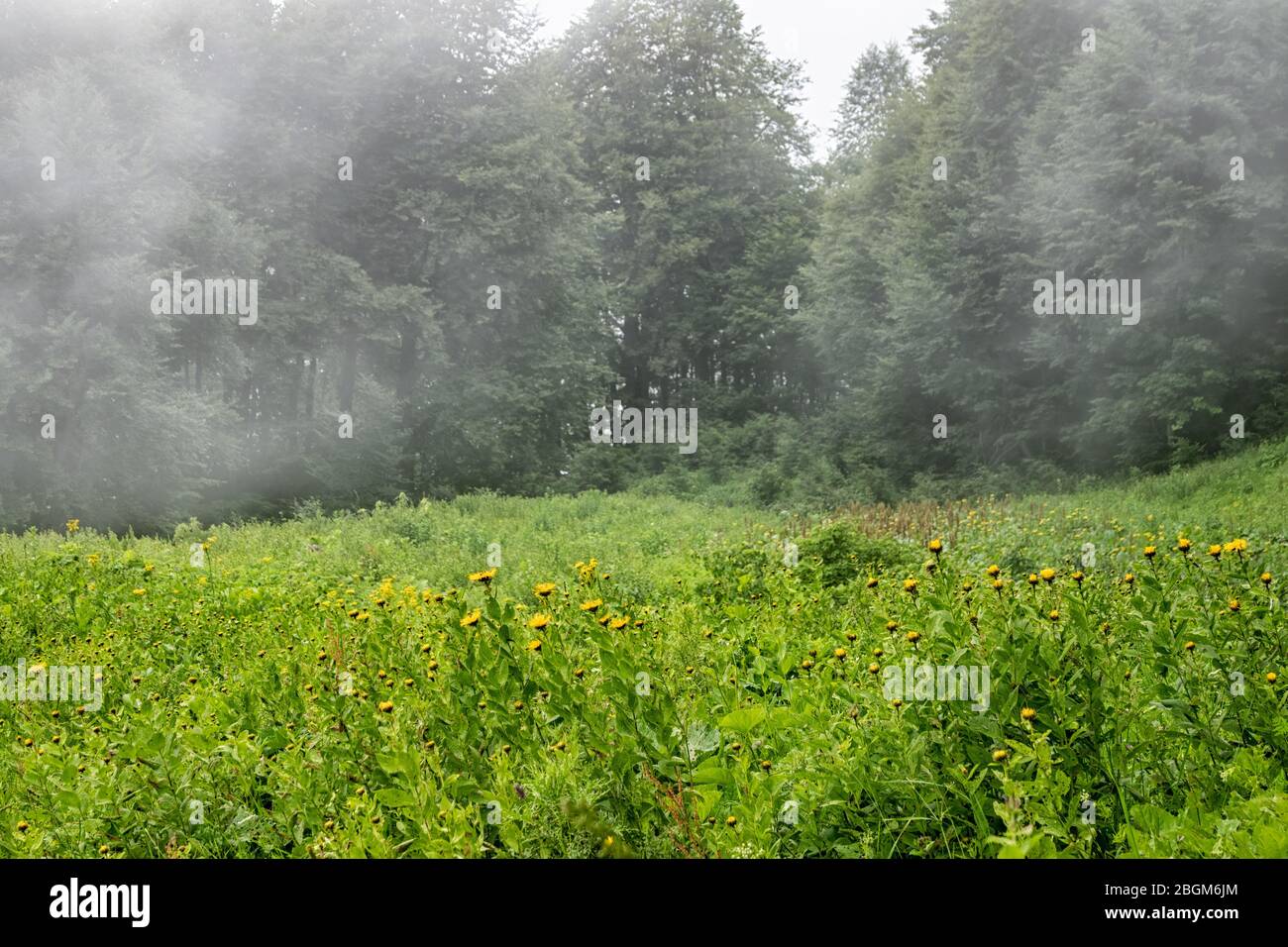Green alpine meadow and edge of the forest in dense fog. Rainy and ...