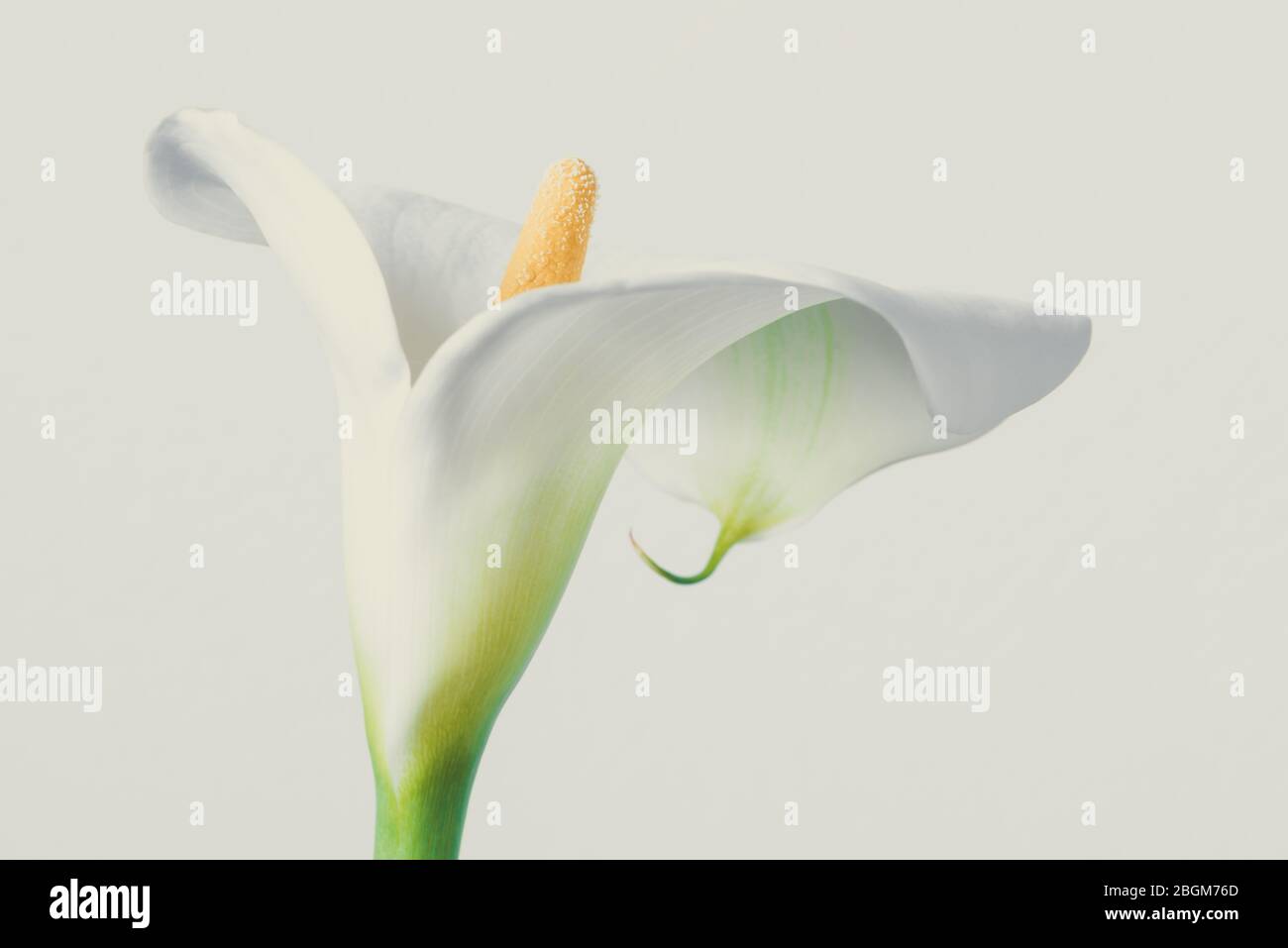 Calla flower, Araceae family. White floral background. Stock Photo