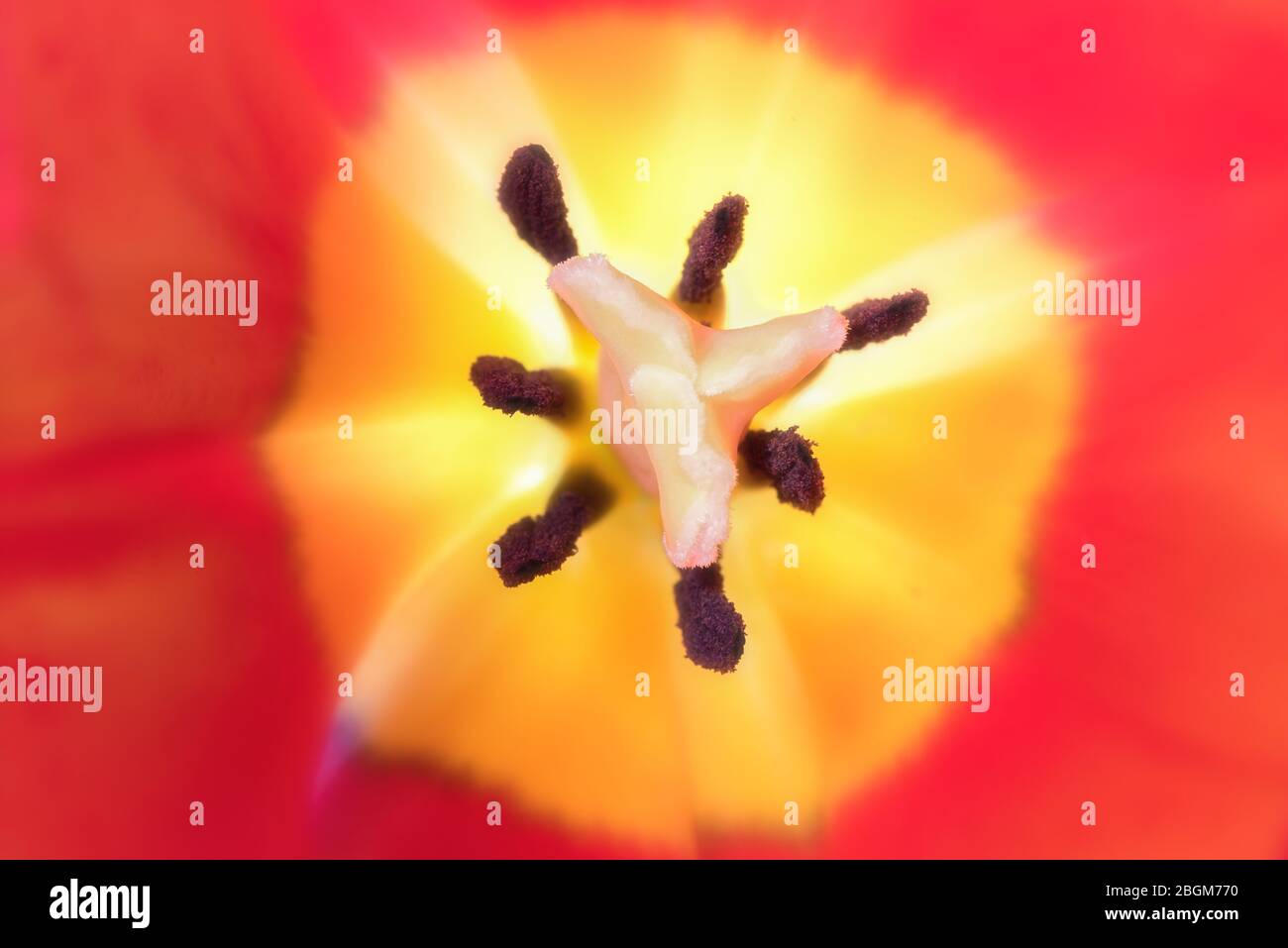 Inside a tulip flower. Psychedelic floral background. Shallow depth of field image. Color blast. Stock Photo
